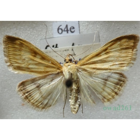 Sitochroa verticalis (Linnaeus, 1758) Przezierka szybianka Czech64e